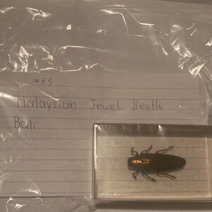 Malaysian Jewel Beetle - Bali